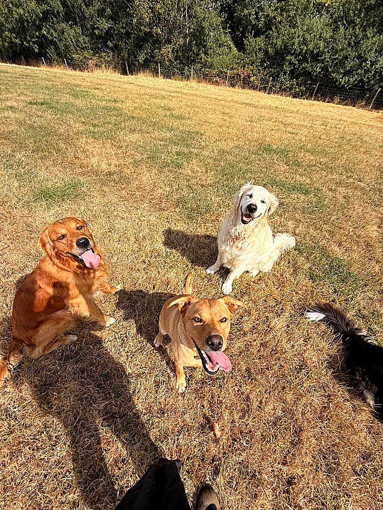 A well-matched group of dogs on a walk