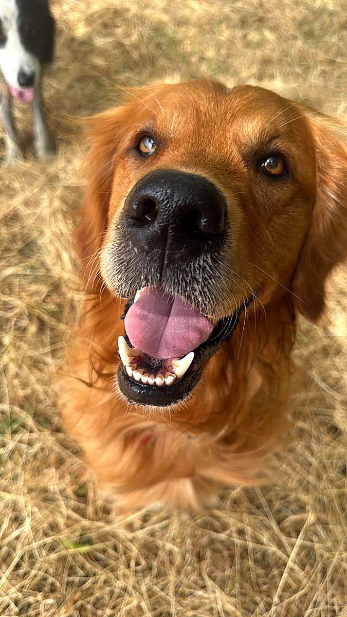 Golden retriever grinning on a walk