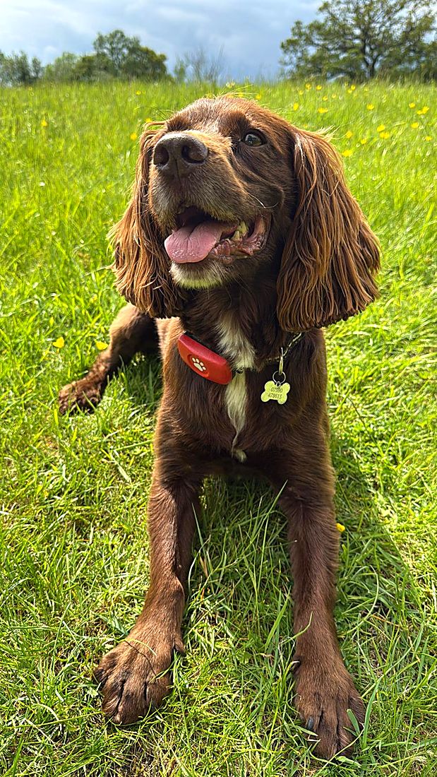 A happy dog on a Lydia Day walk