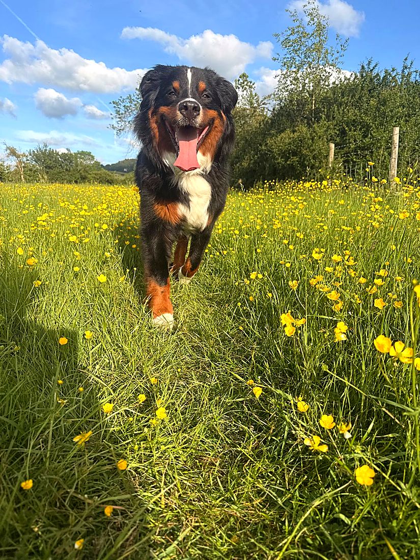 A happy dog on a Lydia Day walk