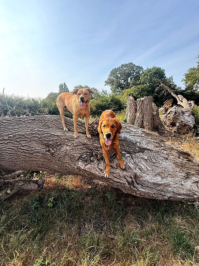A happy dog on a Lydia Day walk