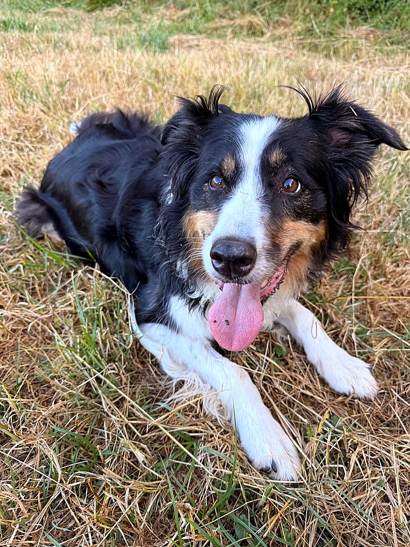 A happy dog on a Lydia Day walk