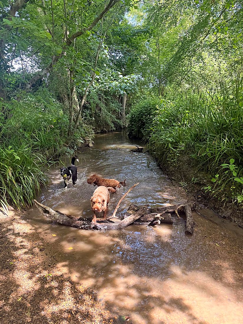 A happy dog on a Lydia Day walk