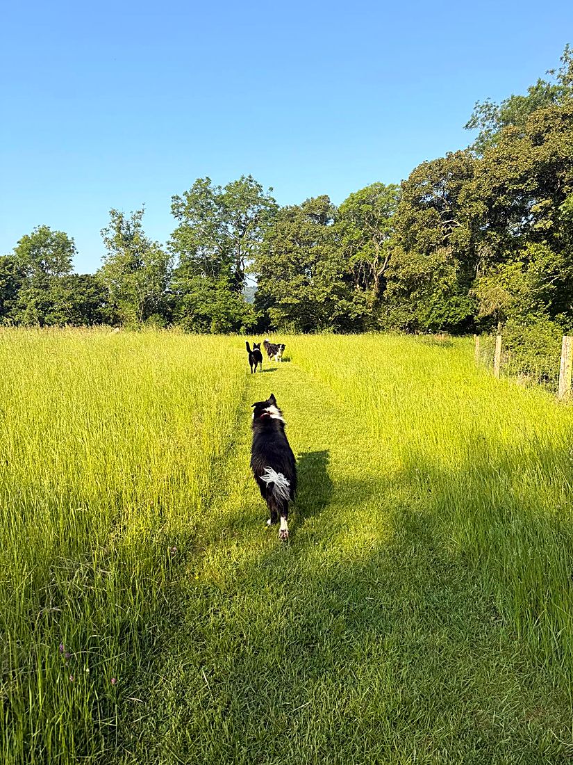 A happy dog on a Lydia Day walk