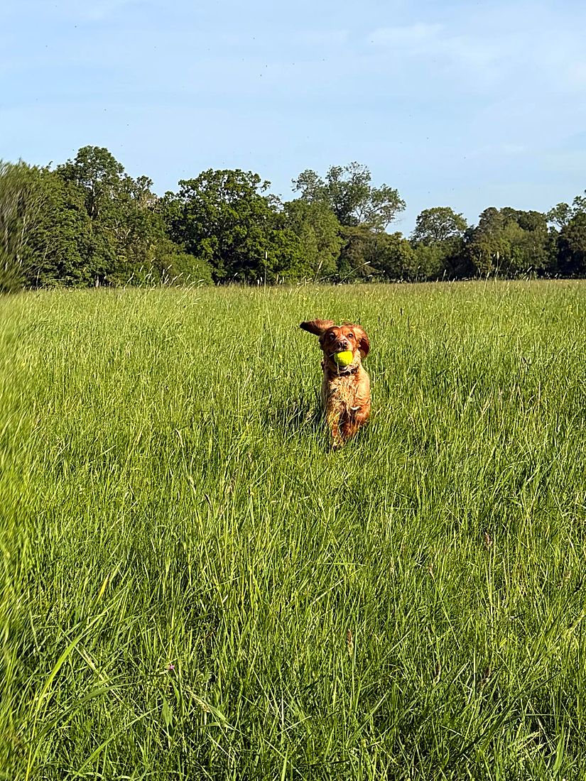 A happy dog on a Lydia Day walk