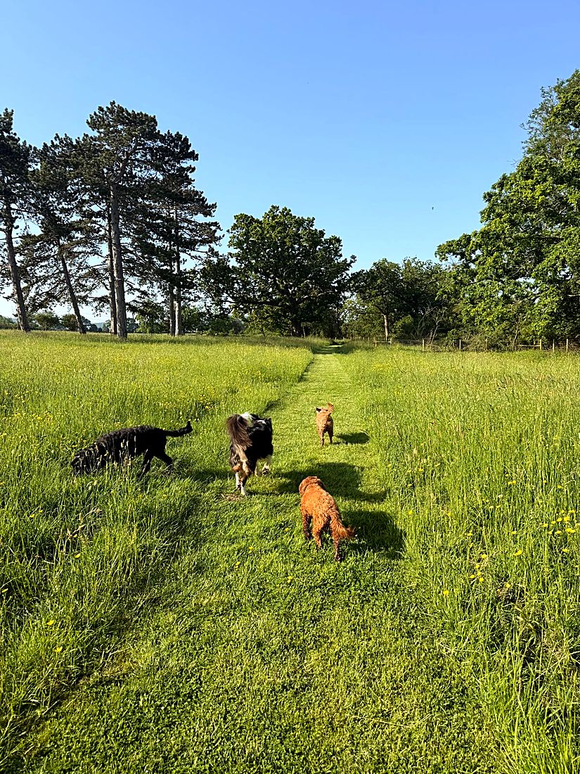 A happy dog on a Lydia Day walk