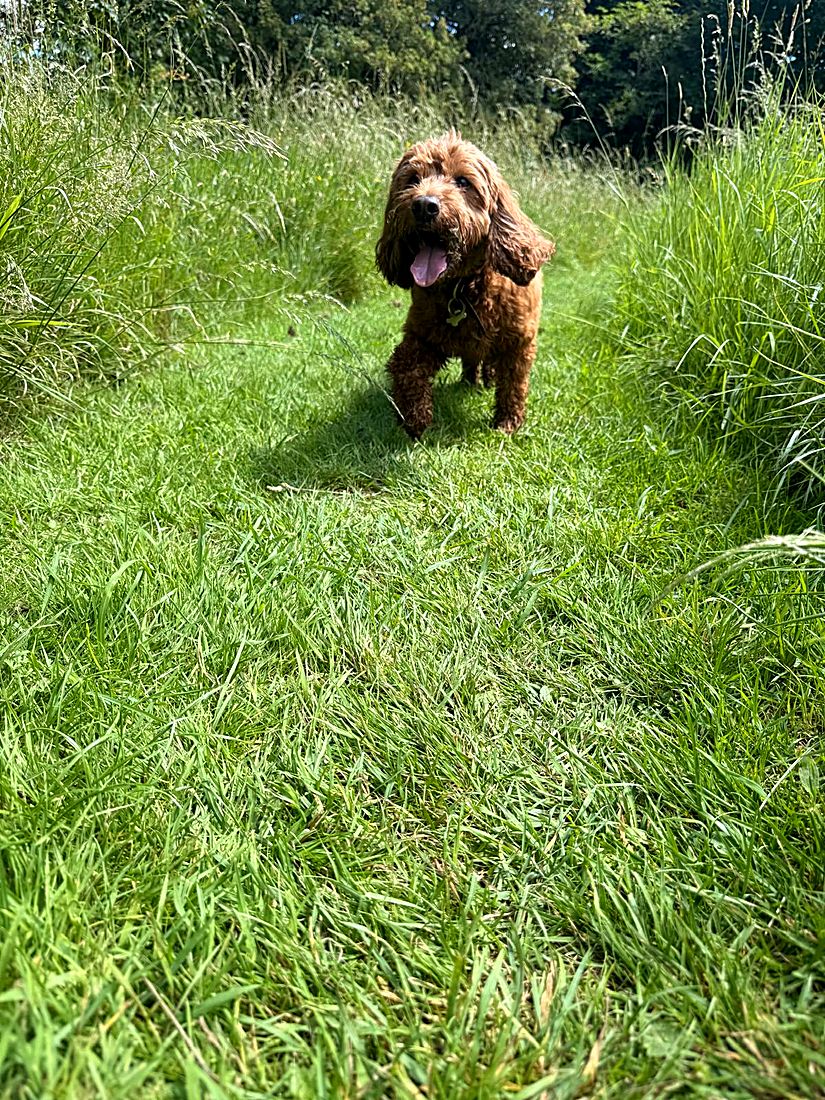 A happy dog on a Lydia Day walk