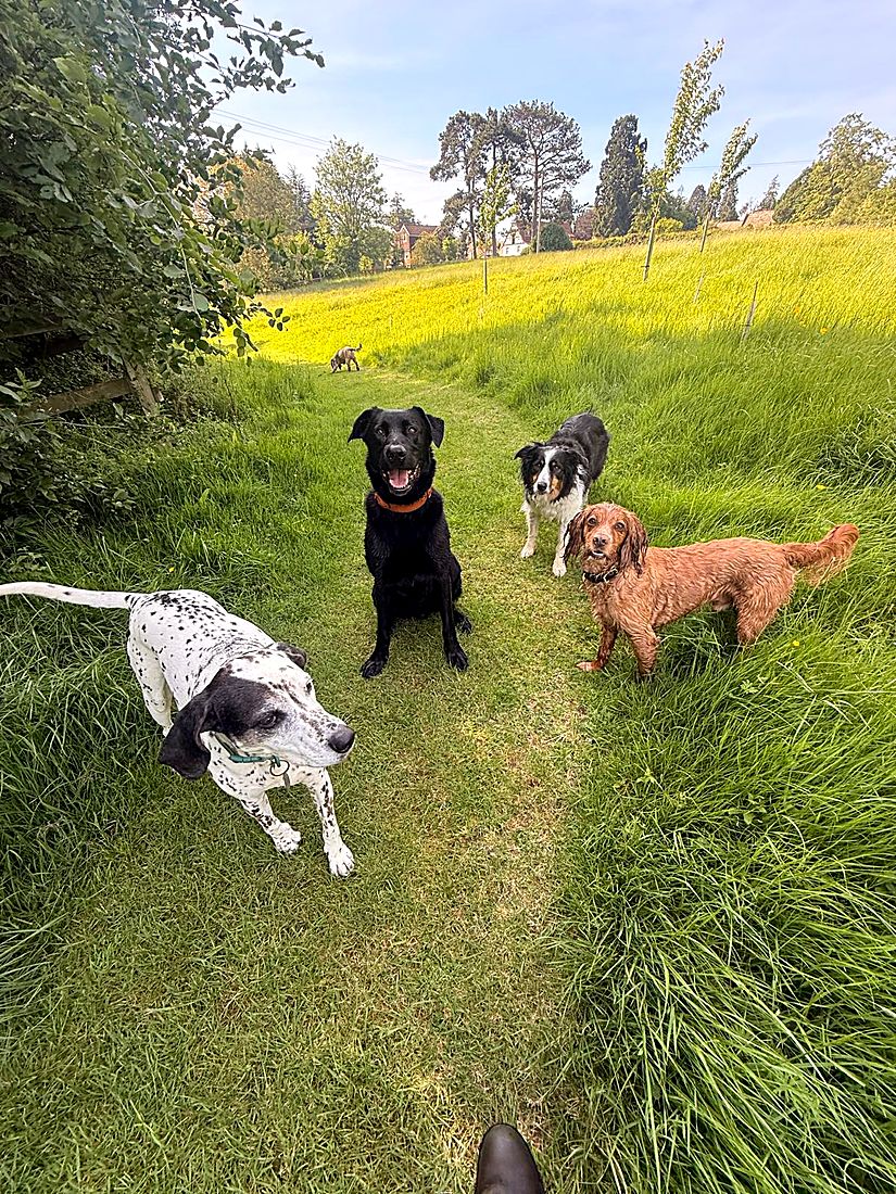 A happy dog on a Lydia Day walk