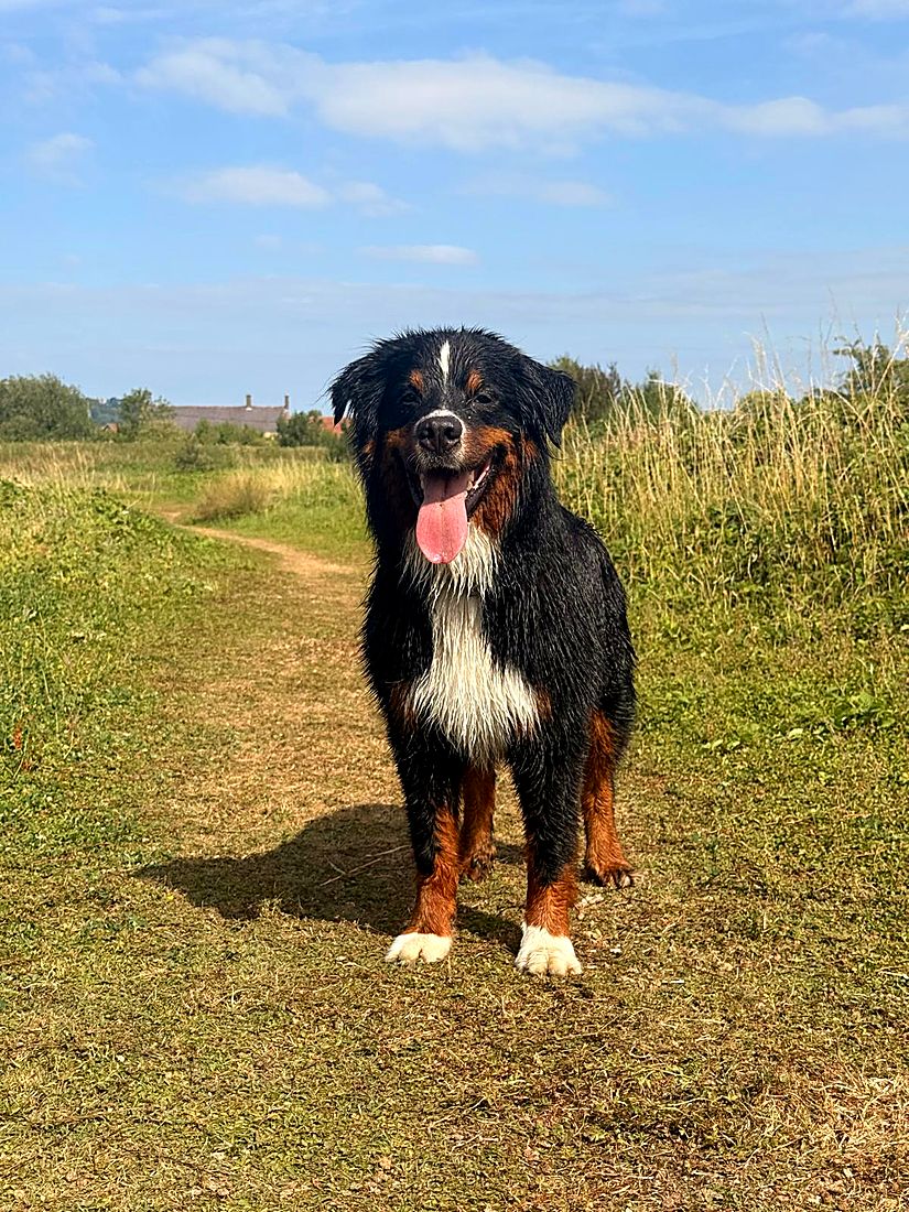 A happy dog on a Lydia Day walk