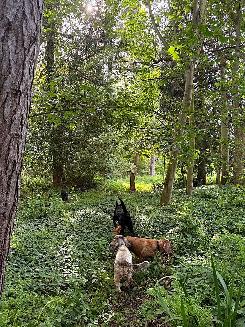 A happy dog on a Lydia Day walk
