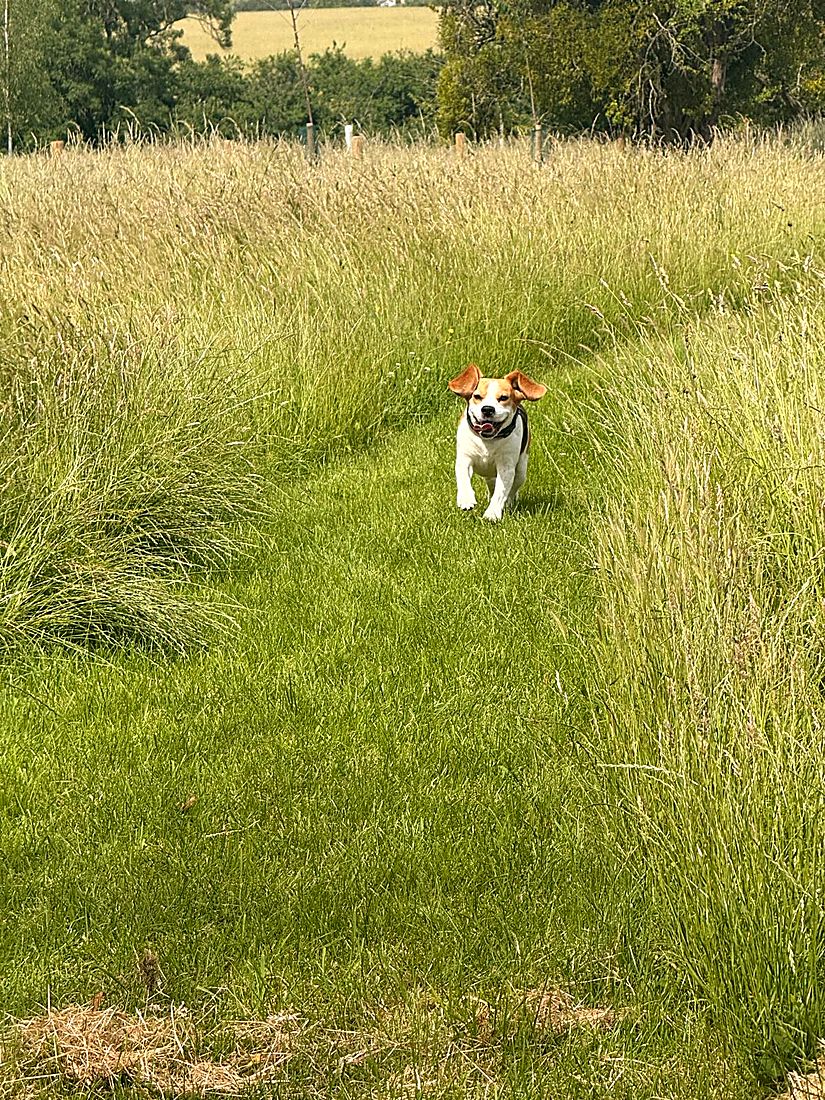 A happy dog on a Lydia Day walk