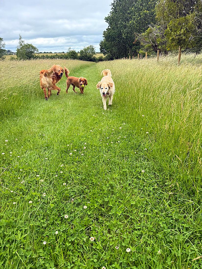 A happy dog on a Lydia Day walk