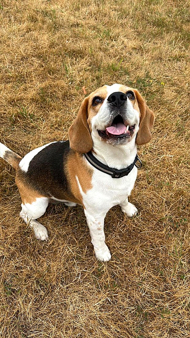 A happy dog on a Lydia Day walk