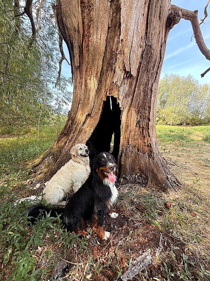 A happy dog on a Lydia Day walk