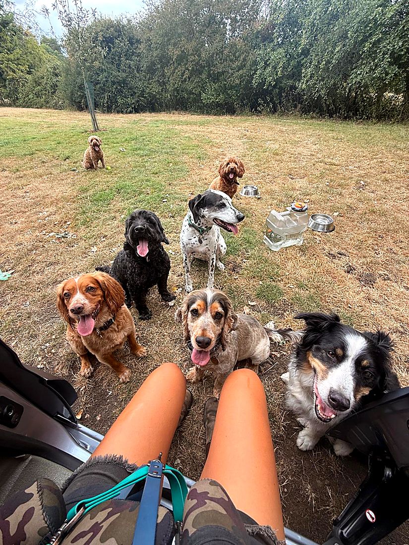 A happy dog on a Lydia Day walk