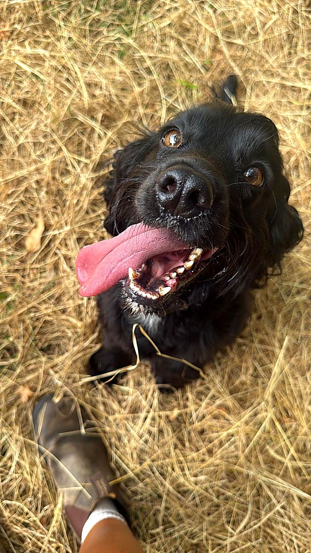 A happy dog on a Lydia Day walk