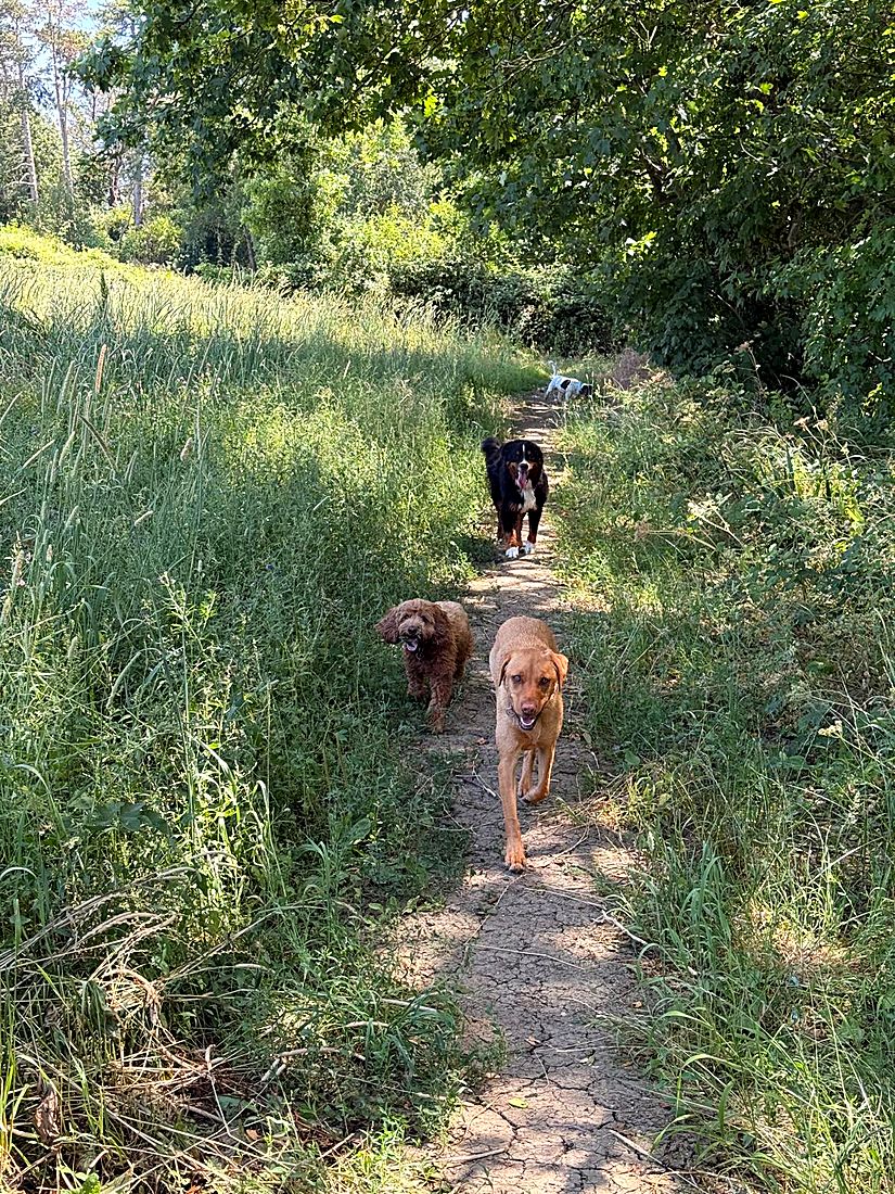 A happy dog on a Lydia Day walk