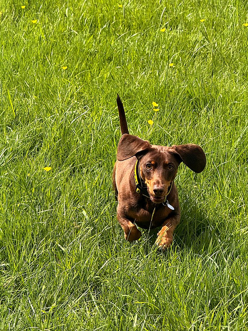 A happy dog on a Lydia Day walk