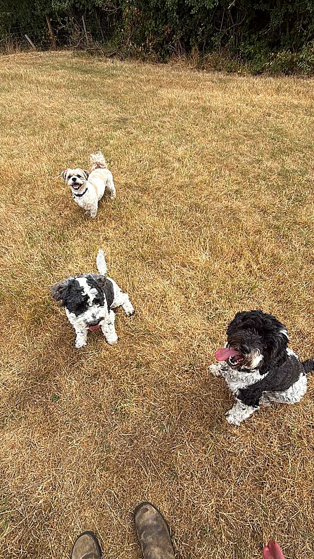 A happy dog on a Lydia Day walk