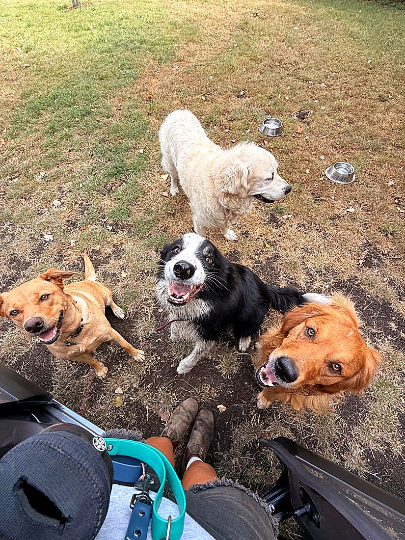 A happy dog on a Lydia Day walk