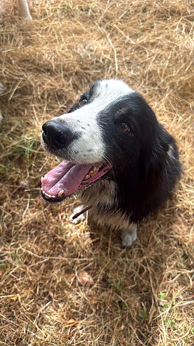 A happy dog on a Lydia Day walk