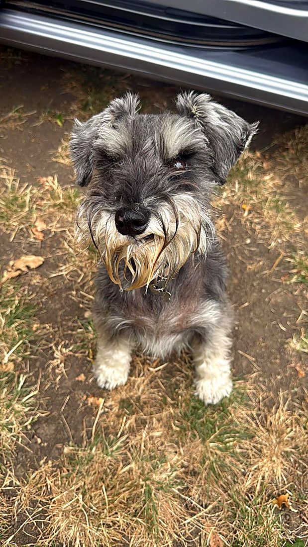 A happy dog on a Lydia Day walk