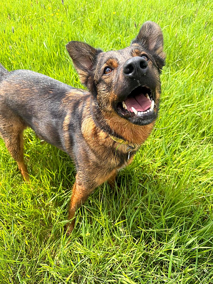 A happy dog on a Lydia Day walk