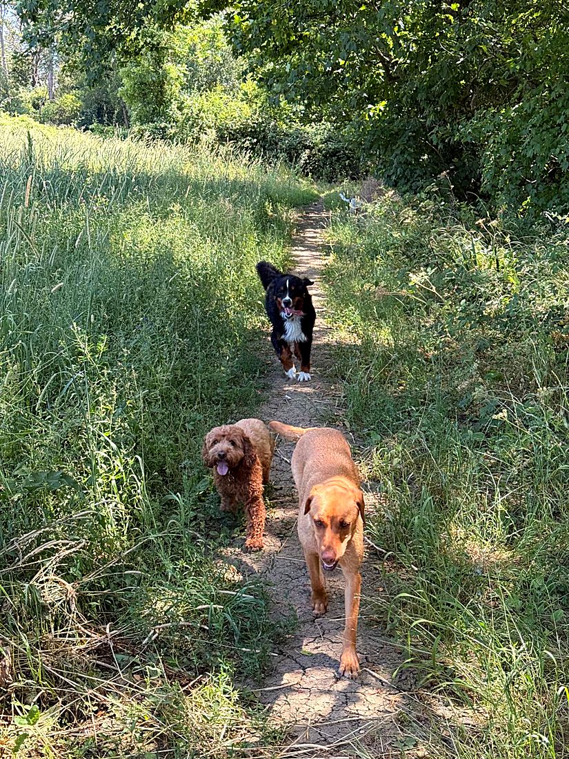 A happy dog on a Lydia Day walk