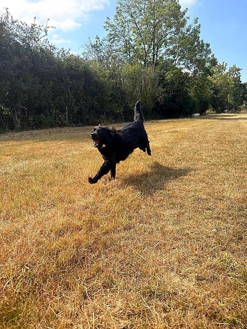 A happy dog on a Lydia Day walk