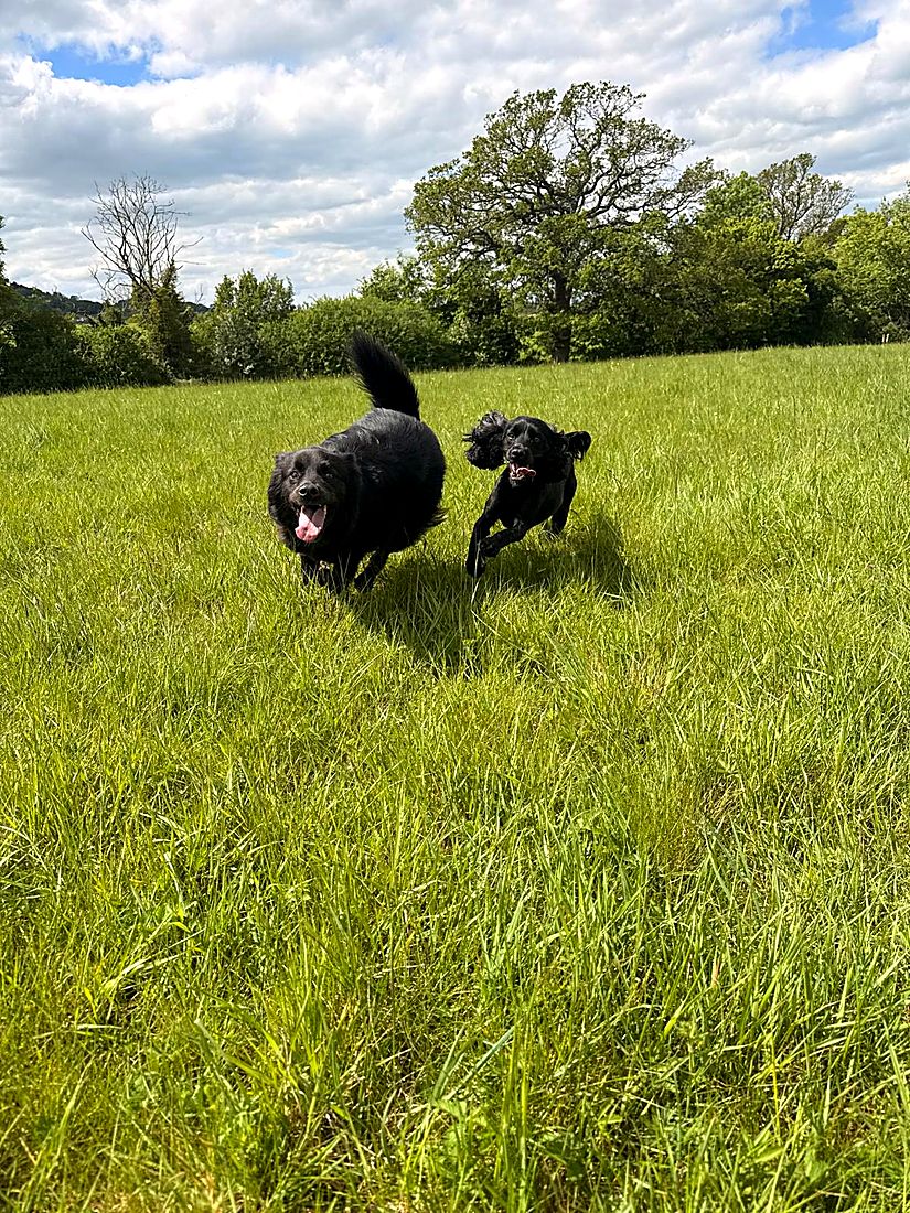A happy dog on a Lydia Day walk