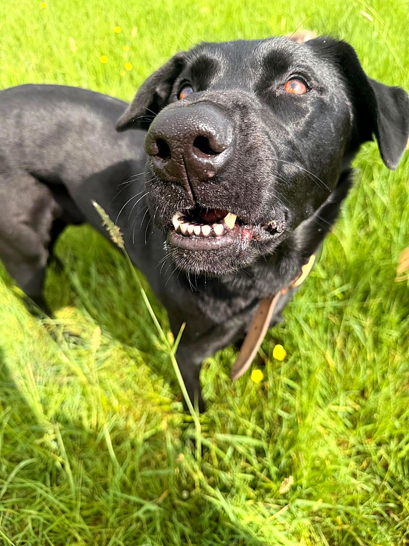 A happy dog on a Lydia Day walk